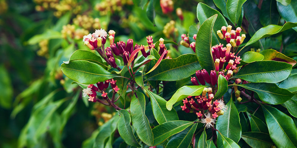 Jungle Balm: Healing from the Indonesian Rainforest
