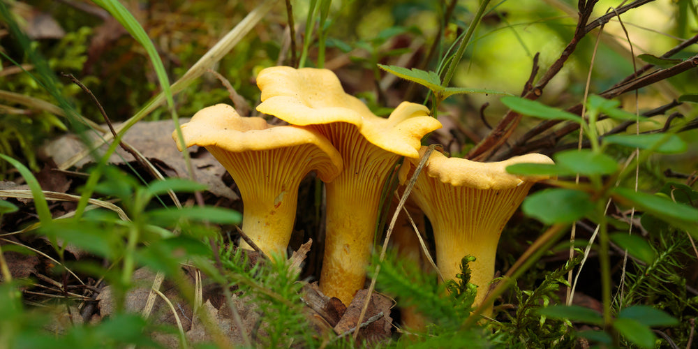 The Magic of Medicinal Mushrooms - How to Choose the Right One for Your Health
