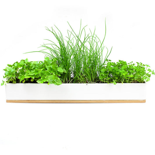 UrbanGreens Micro Herbs Windowsill Grow Kit